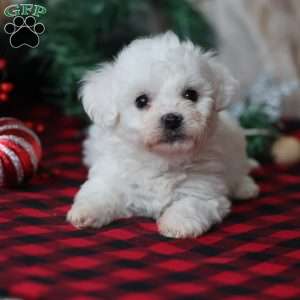 Timber, Bichon Frise Puppy